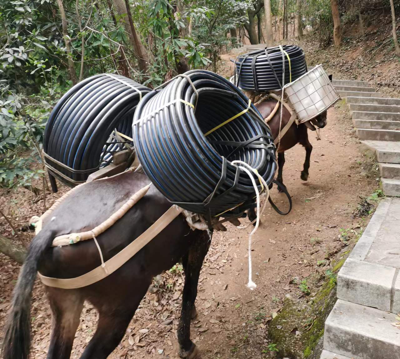 盐田区马帮运输