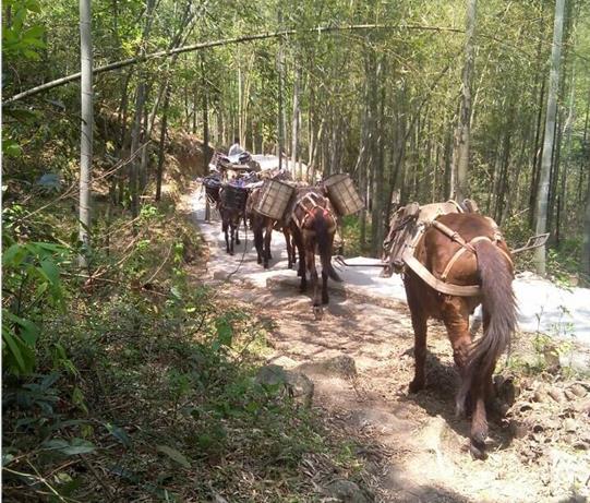 盐田区马帮运输电话