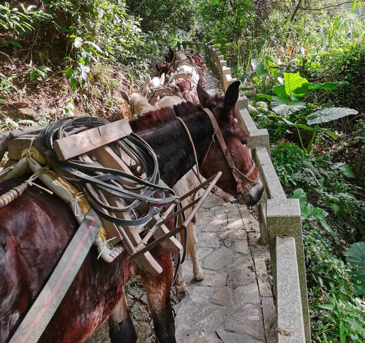 盐田区马队运输