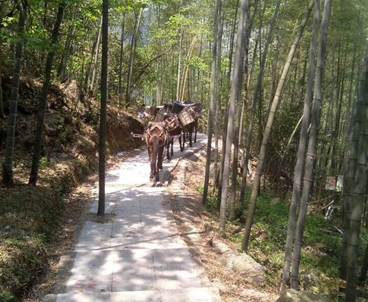 盐田区马队运输公司