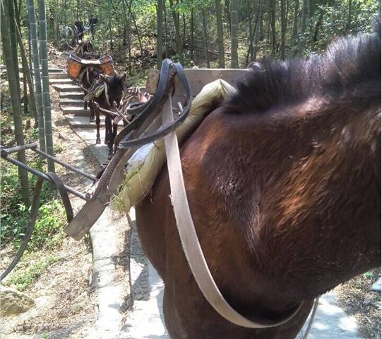 盐田区骡马队运输