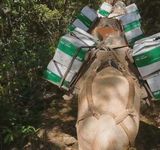 盐田区骡马山路运输