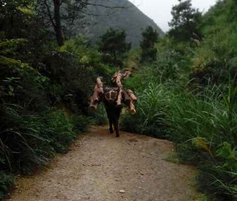 盐田区骡马运输