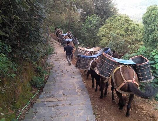 盐田区骡马运输电话