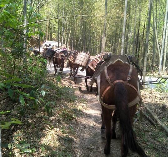 盐田区骡马运输公司