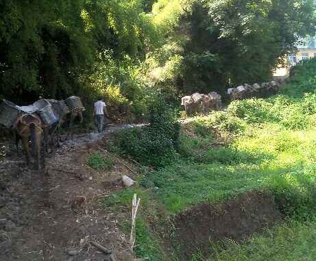 盐田区马帮运输队