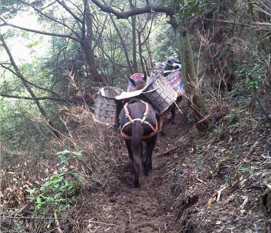 盐田区马帮运输公司