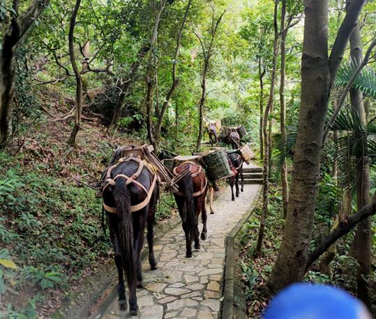 盐田区马队运输电话