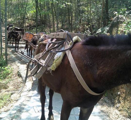 盐田区山路骡马运输