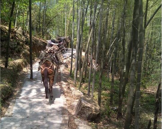 盐田区山区骡马运输