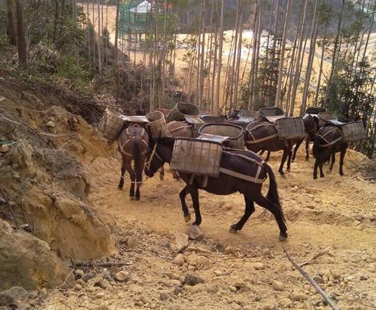 盐田区山区马队运输